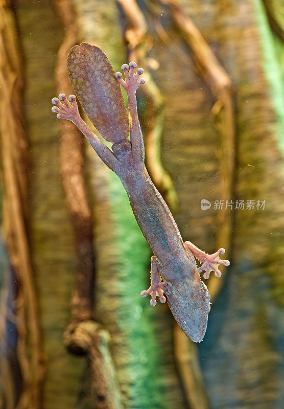 普通的平尾壁虎(Uroplatus fibriatus)是马达加斯加特有的壁虎。它被发现在马达加斯加东部和Nosy Bohara和Nosy Mangabe岛上。这些壁虎生活在热带雨林中。